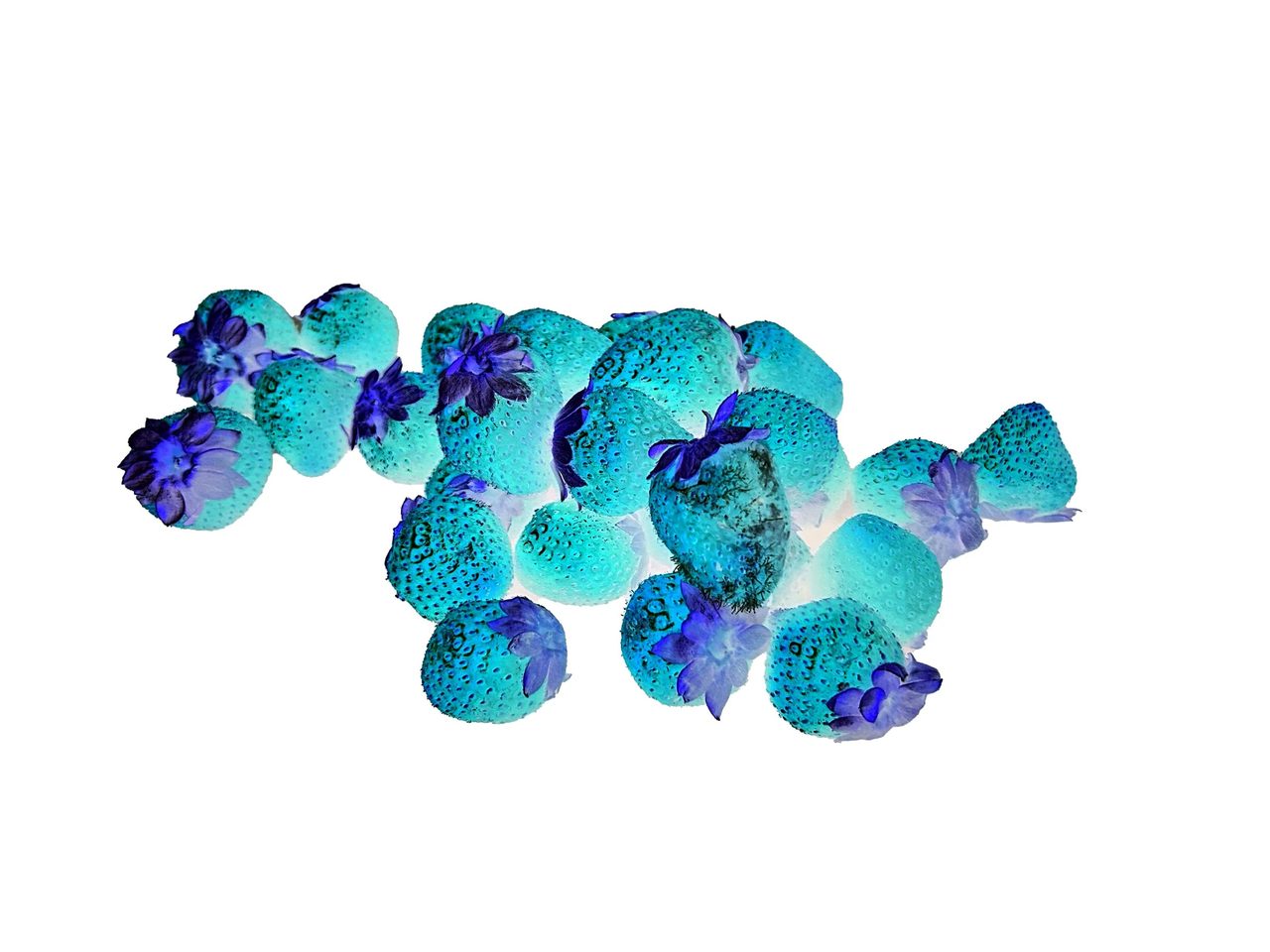 Fragole fotografate con i colori invertiti tramite il comando cmd+I di Photoshop: appaiono come forme turchesi con foglie blu-viola su sfondo bianco